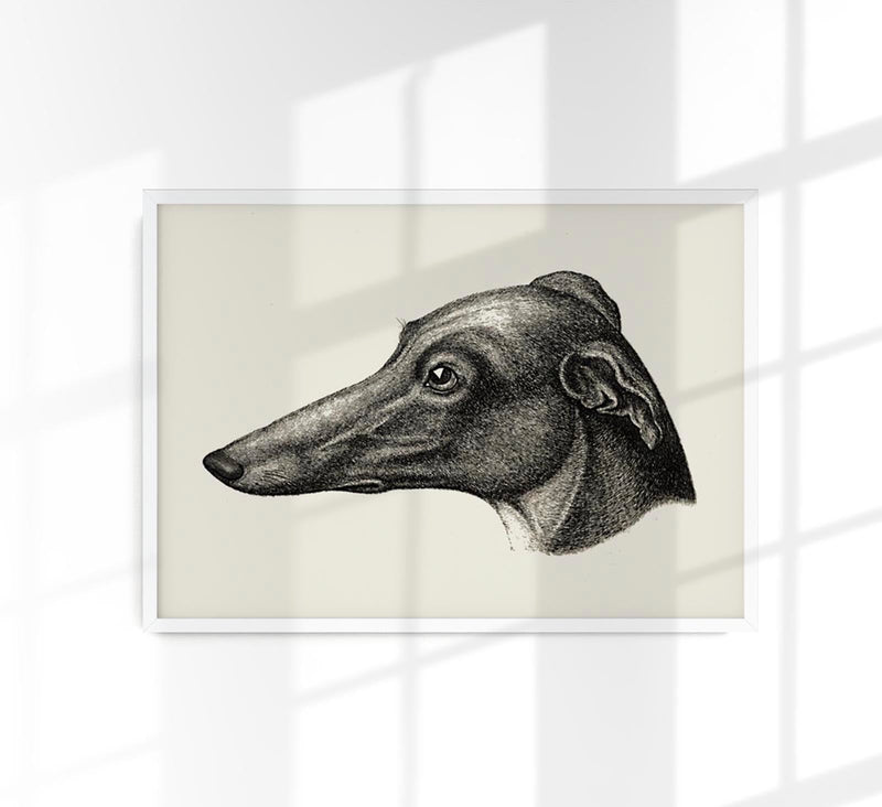 Grey Dog Poster – Vintage Illustration Druck — Patroa Studio