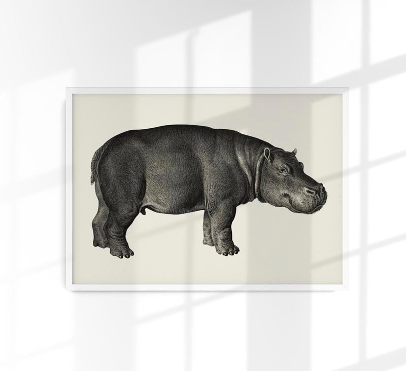 Hippo Poster Fine Art Print Patroa Studio Wandbild Modern — Patroa Studio