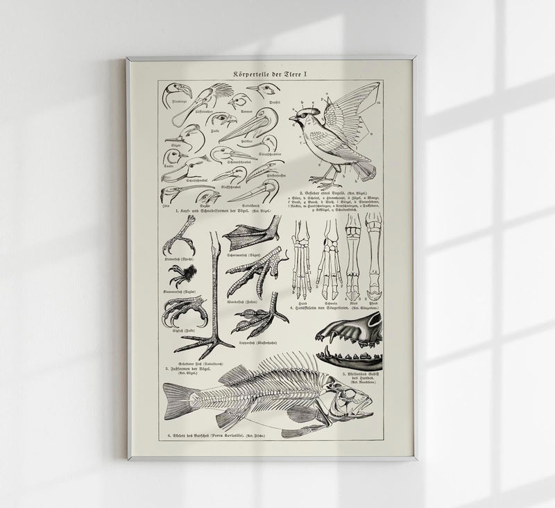 Animal Body Parts Anatomy Poster – Fine Art & Canvas — Patroa Studio
