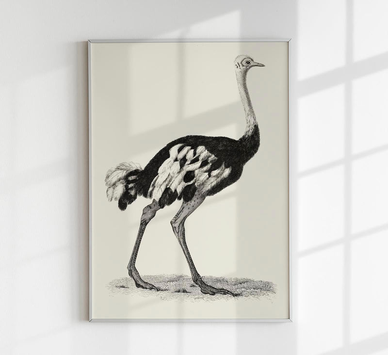 Antique Ostrich – Vintage Bird Poster | Fine Art Print or Canvas — Patroa Studio
