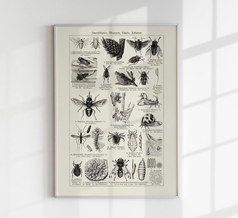 Antique Insects and Flies Entomology Poster Fine Art Canvas — Patroa Studio