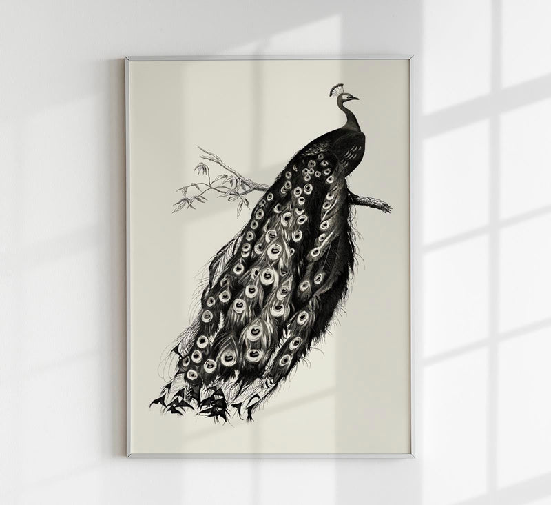 Antique Peacock Vintage Bird Poster – Fine Art Print or Canvas — Patroa Studio