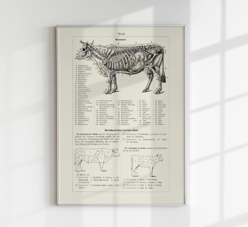 Antique Cow and Bull Hide Vintage Poster - Fine Art or Canvas — Patroa Studio