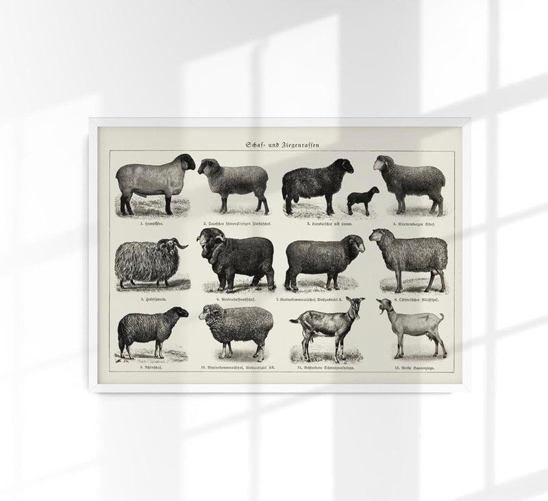 Antique Sheep and Goat Poster – Vintage Chart Fine Art Print — Patroa Studio