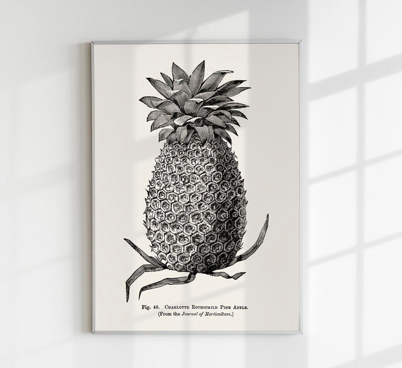 Antique Pineapple Poster – Fine Art Print Pineapple Botany UV-resistant — Patroa Studio