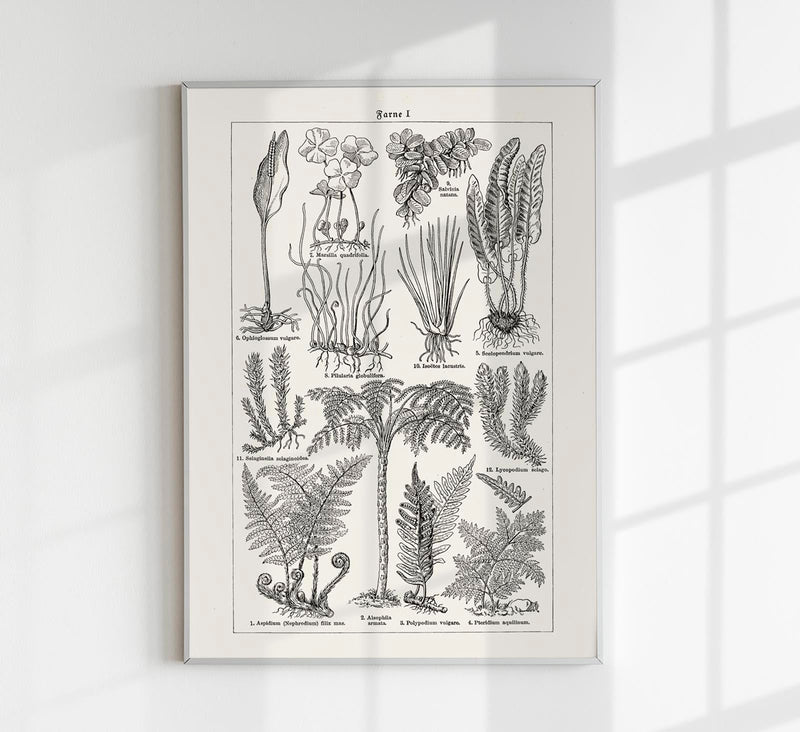 Antique Fern Leaves Poster – Fine Art Print Botanical Wall Art UV-resistant — Patroa Studio