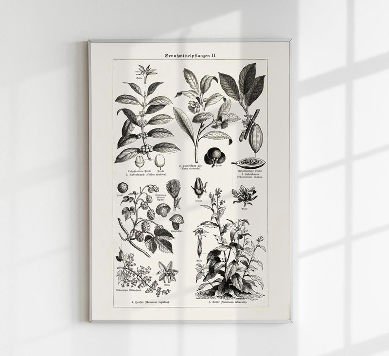 Antique Plant Seeds Poster – Fine Art Print | Vintage Botanical | UV-resistant — Patroa Studio