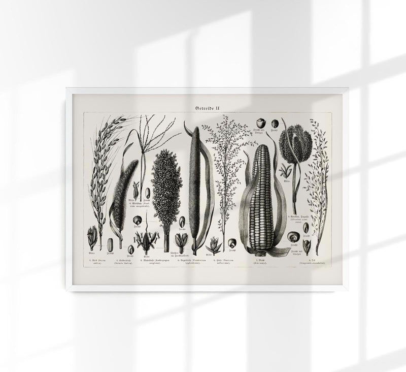 Antique Corn Plant Poster – Fine Art Print Vintage Botanical UV-resistant — Patroa Studio