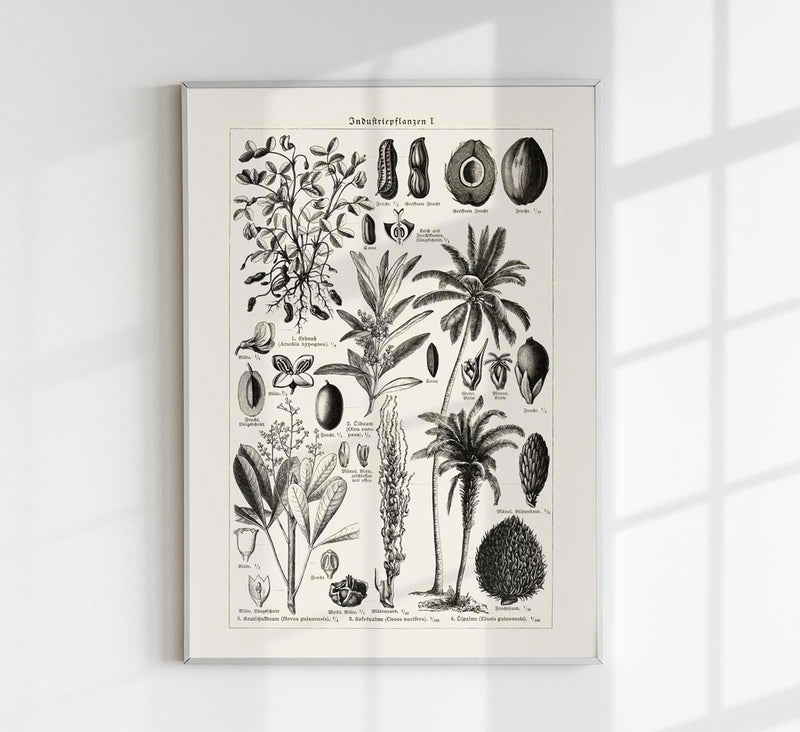 Antique Palm Tree Poster – Fine Art Print | Vintage Botanical | UV-resistant — Patroa Studio