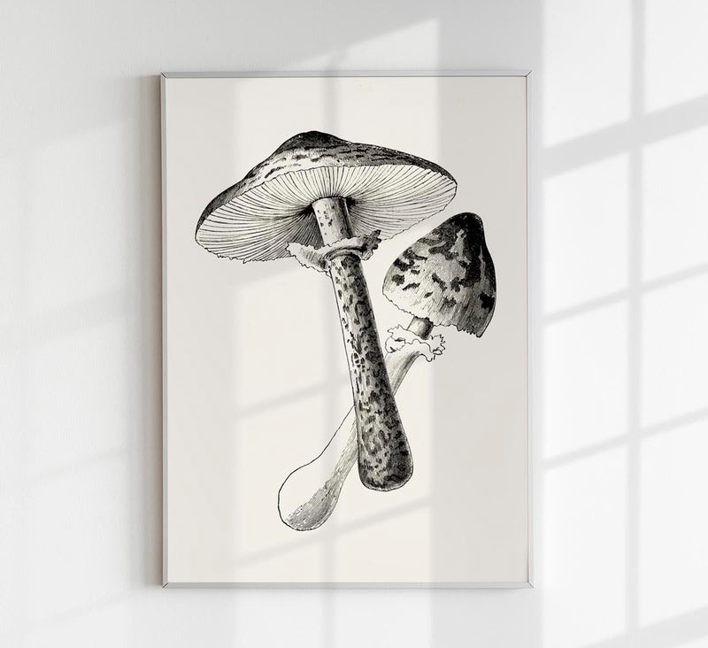 Antique Mushroom Poster – Fine Art Print Botany UV-Resistant — Patroa Studio