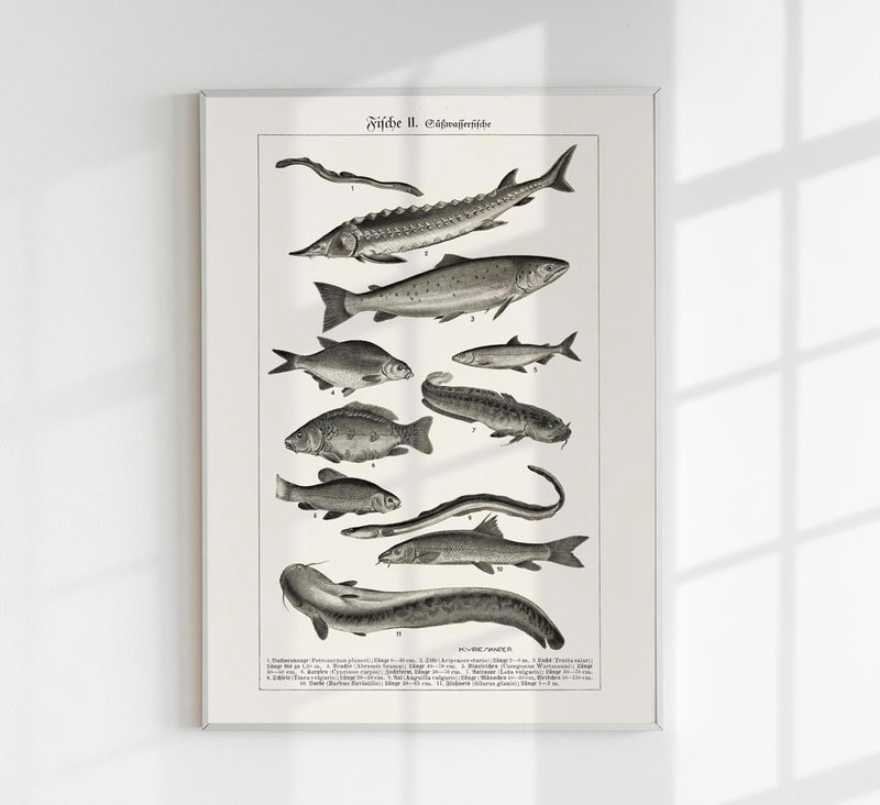 Fish German Chart n2 Antique Print – Vintage Meeresillustrationen Poster — Patroa Studio