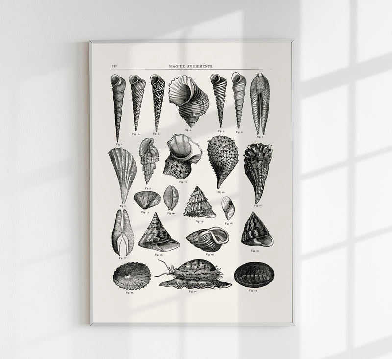 Seaside Amusements Shell Chart Antique Print – Patroa Studio — Patroa Studio