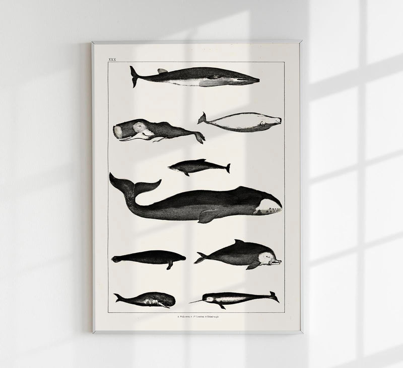Whales Chart Antique Print – Historische Meeresgrafik Fine Art Druck — Patroa Studio