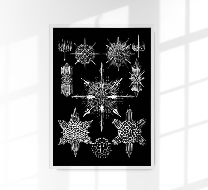 Ernst Haeckel Acanthophracta Poster – Naturillustration Fine Art Print — Patroa Studio