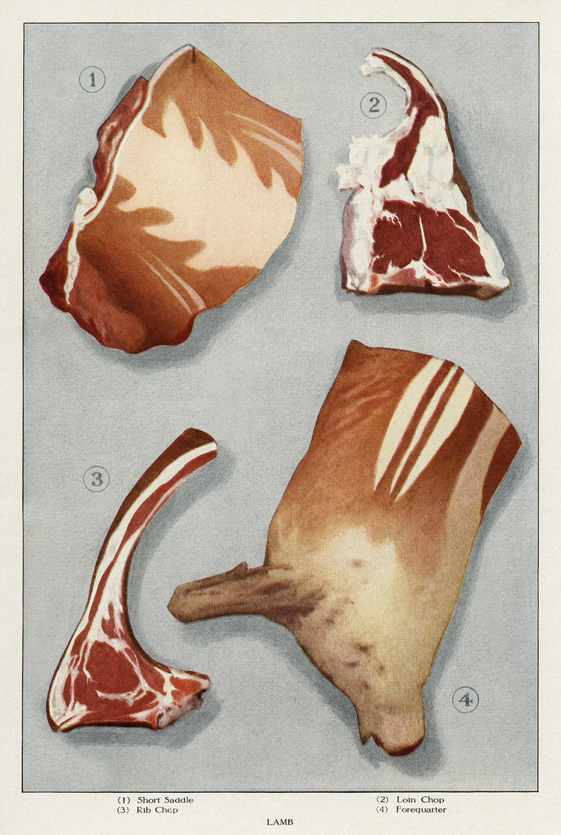 Lamb 4 Pieces Meat – Art Print by Patroa Studio — Patroa Studio