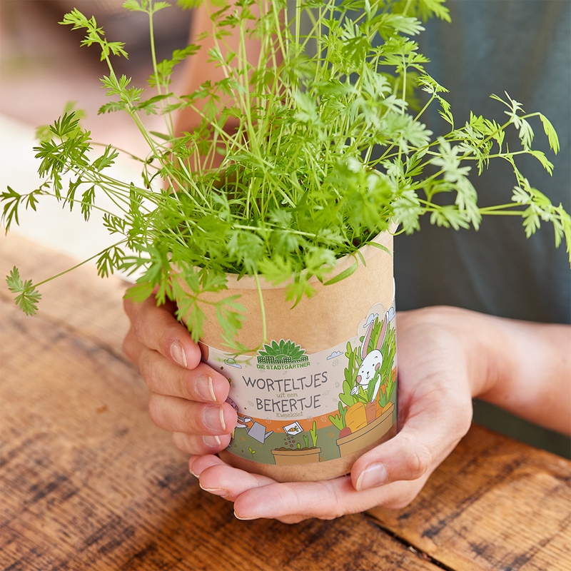 Carrots from the cup – Growing kit for children with organic seeds — Die Stadtgärtner