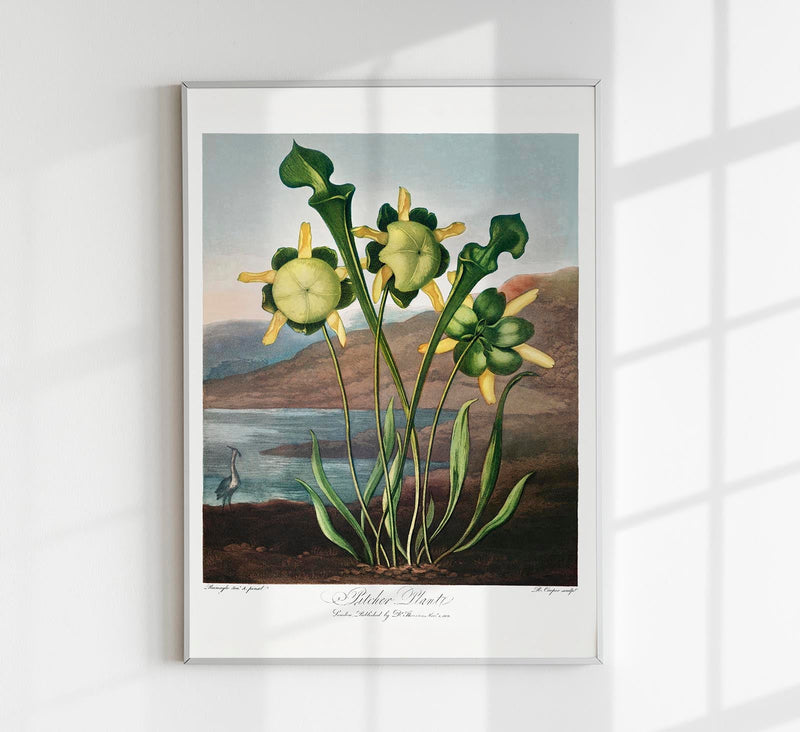 Pitcher Plant – The Temple of Flora | Kunstdruck | historische botanische Illustration — Patroa Studio