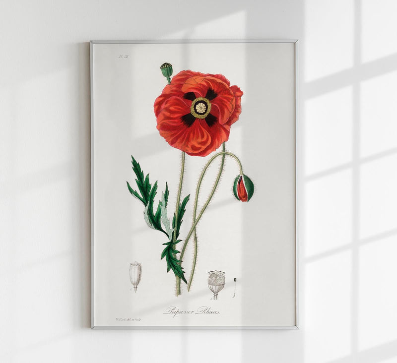 Poppy Flower Poster – Florales Motiv Kunstdruck Wanddekoration — Patroa Studio