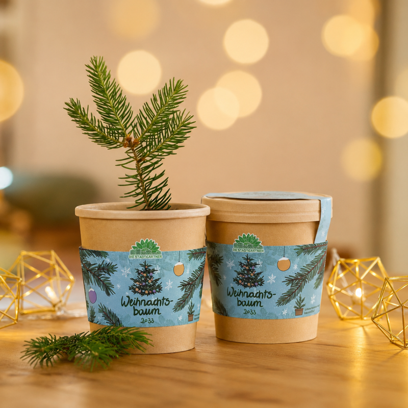 Weihnachtsbaum 2030 Anzuchtset – Fichte aus dem Becher — Die Stadtgärtner