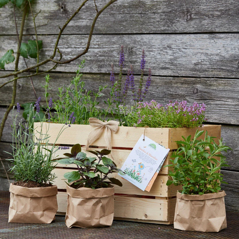 Herb box "Blossoms & Bees" – 6 bee magnets | Set cards | Wooden box 50×40×30 cm — Die Stadtgärtner