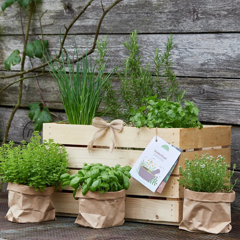 Herb box "Herb Classics" – 6 Kitchen Classics | Set Cards | Wooden box 50×40×30 cm — Die Stadtgärtner
