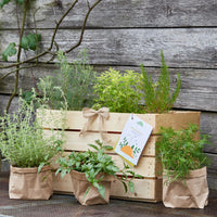 Herb Box "Kitchen Gourmet" – 6 Herbs | Culinary Variety | Hand-picked — Ansicht 1
