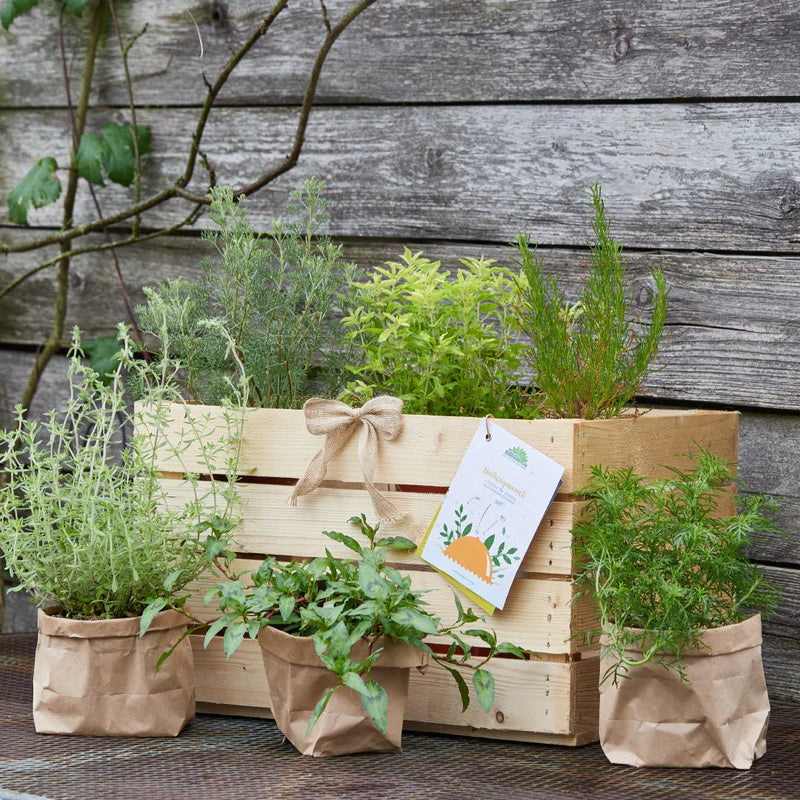 Herb Box "Kitchen Gourmet" – 6 Herbs | Culinary Variety | Hand-picked — Die Stadtgärtner
