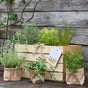 Herb Box "Kitchen Gourmet" – 6 Herbs | Culinary Variety | Hand-picked