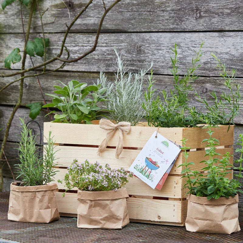 Herb Box "BBQ Time" – 6 BBQ Herbs in Wooden Crate with Set Cards — Die Stadtgärtner