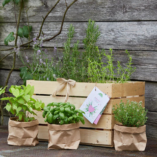 Kräuterkiste „Lustgarten“ – 6 Liebeskräuter | Setcards | Holzkiste 50×40×30 cm