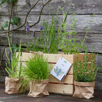 Herb box "Kittikat" - 6 cat plants hand-planted in wooden box — Ansicht 1