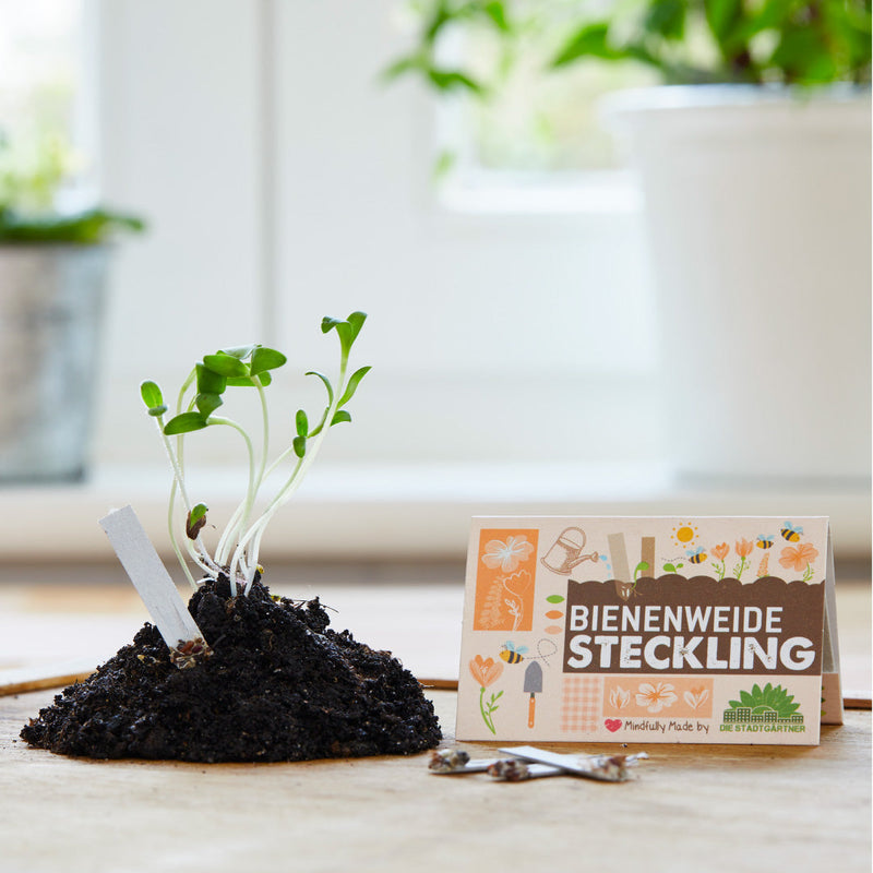 Seedling "Bee Pasture" – 10-piece Wildflower Set — Die Stadtgärtner