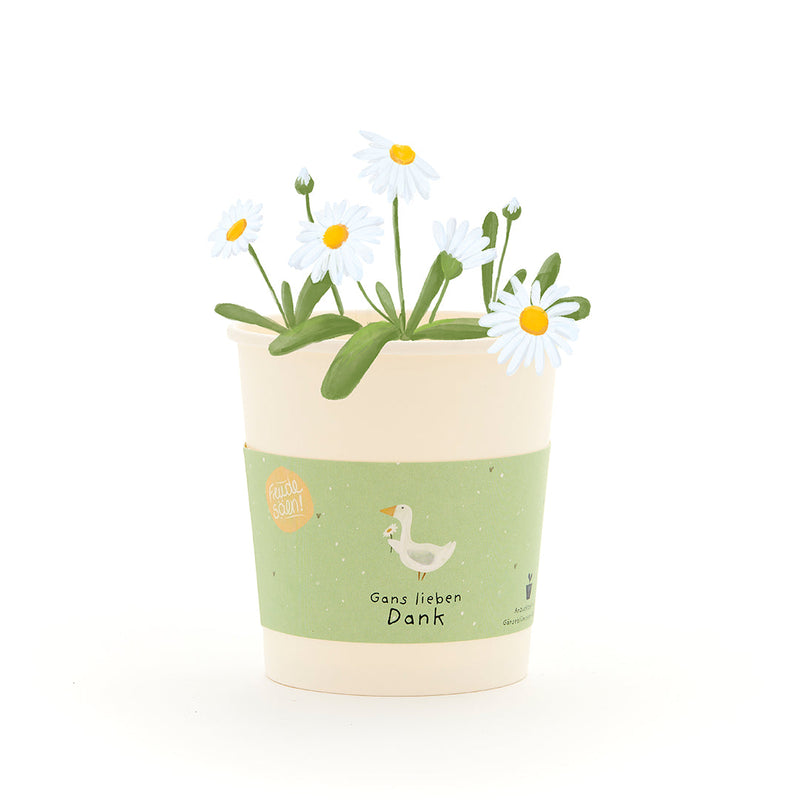 Gans lieben Dank Anzuchtbecher – Gänseblümchen-Set mit Samen — Die Stadtgärtner