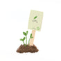 Cucumber Get Well Soon - Organic Seed Greeting by Die Stadtgärtner