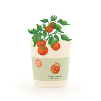 Tigertomate Anzuchtset – Becher mit Saatgut & Kokos-Quelltablette — Ansicht 1