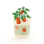 Tigertomate Anzuchtset – Becher mit Saatgut & Kokos-Quelltablette