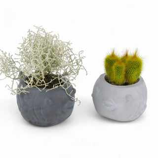 Uvis | Kugelfisch aus Beton – Dekorativ | Vielseitig | Handgefertigt