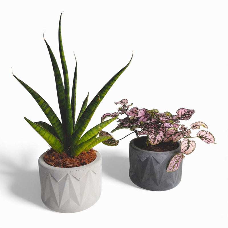 Vazona Concrete Plant Pot Ø 10 cm with Felt Pads — Ansicht 1