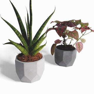 Dilnik Blumentopf aus Beton Ø 10 cm mit Filzfüßen