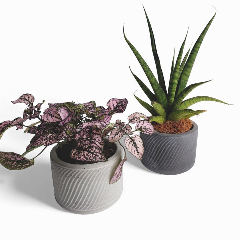 Sukuri Blumentopf aus Beton Ø 10 cm mit Filzfüßen — Ansicht 1