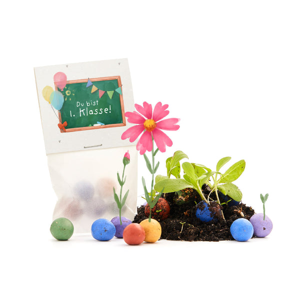 5 flower seed marbles for school enrollment 