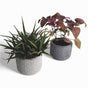 Vetina Blumentopf aus Beton Ø 10 cm mit Filzfüßen