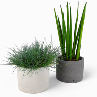 Maceta | Blumentopf Ø15cm aus Beton – Minimalistisch | Robust | Vielseitig
