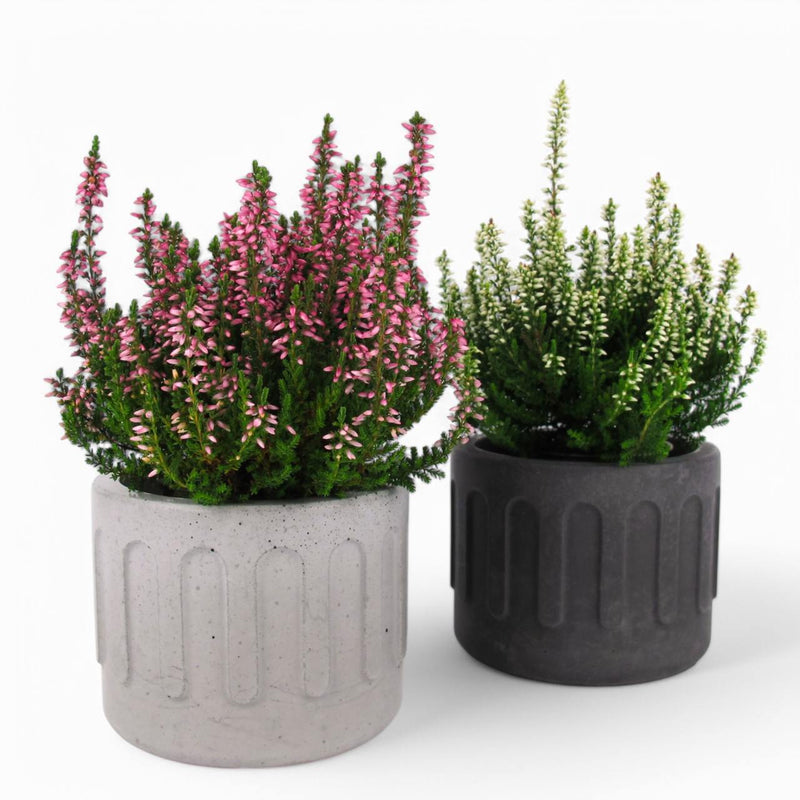 Tinn Plant Pot Ø10cm Concrete – Minimalist & Robust — Ansicht 1