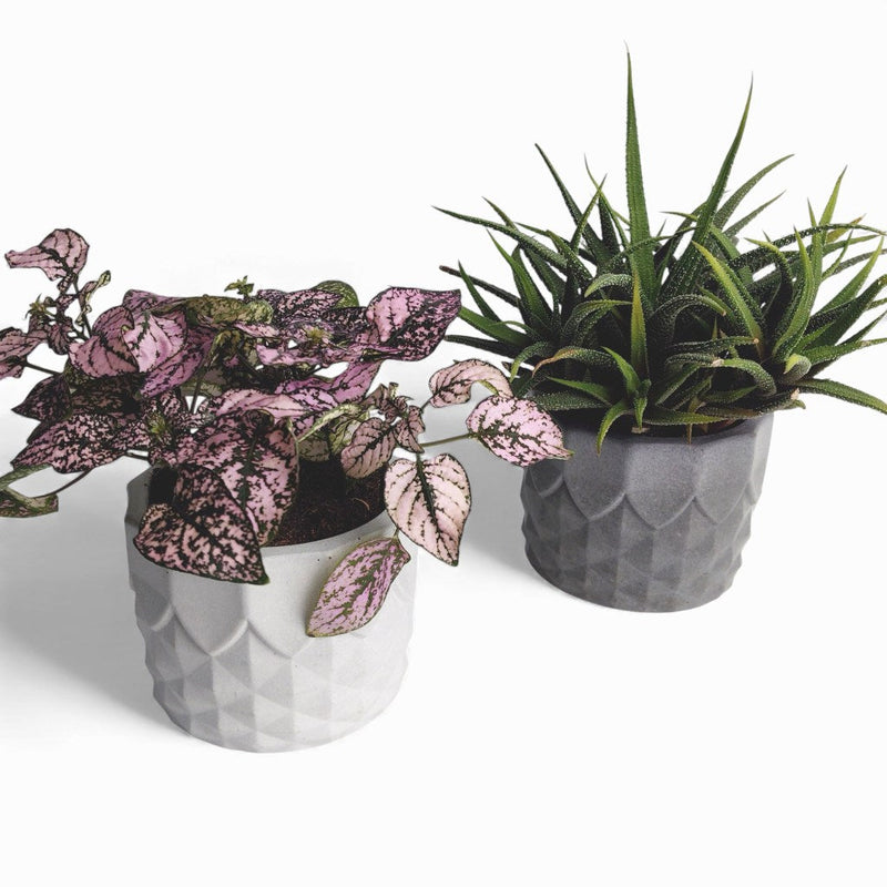 Pinafal Blumentopf aus Beton Ananas-Form Ø 10 cm — Ansicht 1
