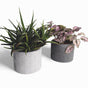 Sodin Blumentopf aus Beton | Ø 10 cm | Filzfüße