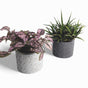 Tikko Blumentopf aus Beton Ø 10 cm mit Filzfüßen