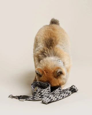 Buddys Dogwear – Black Peruvian Leine | 2 m verstellbar | Baumwolle & Leder