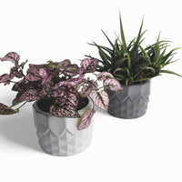 Pinafal Blumentopf aus Beton Ananas-Form Ø 10 cm — Ansicht 2