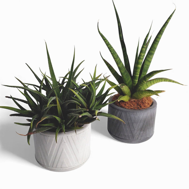 Puodas Blumentopf aus Beton Ø 10 cm mit Filzfüßen — Ansicht 2